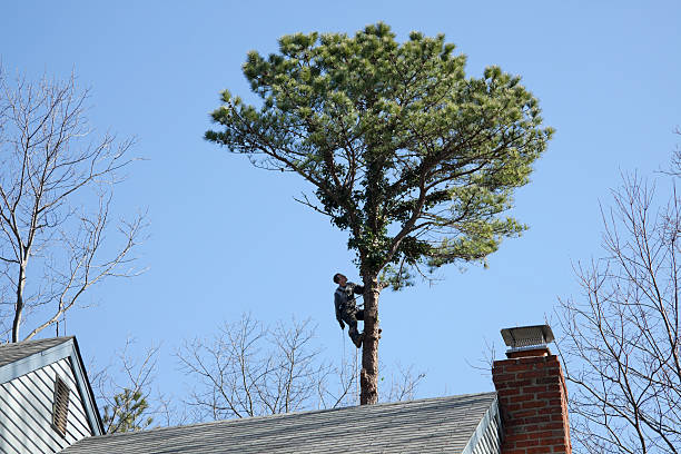 Best Tree Health Inspection  in Marysville, MI